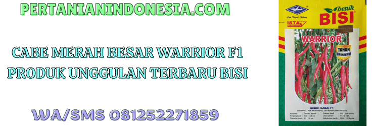 cabe,cabe merah,cabai,bisi,warrior f1,pertanian indonesia